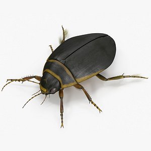 3D Insect Water Beetle Brown Rigged for Cinema 4D model