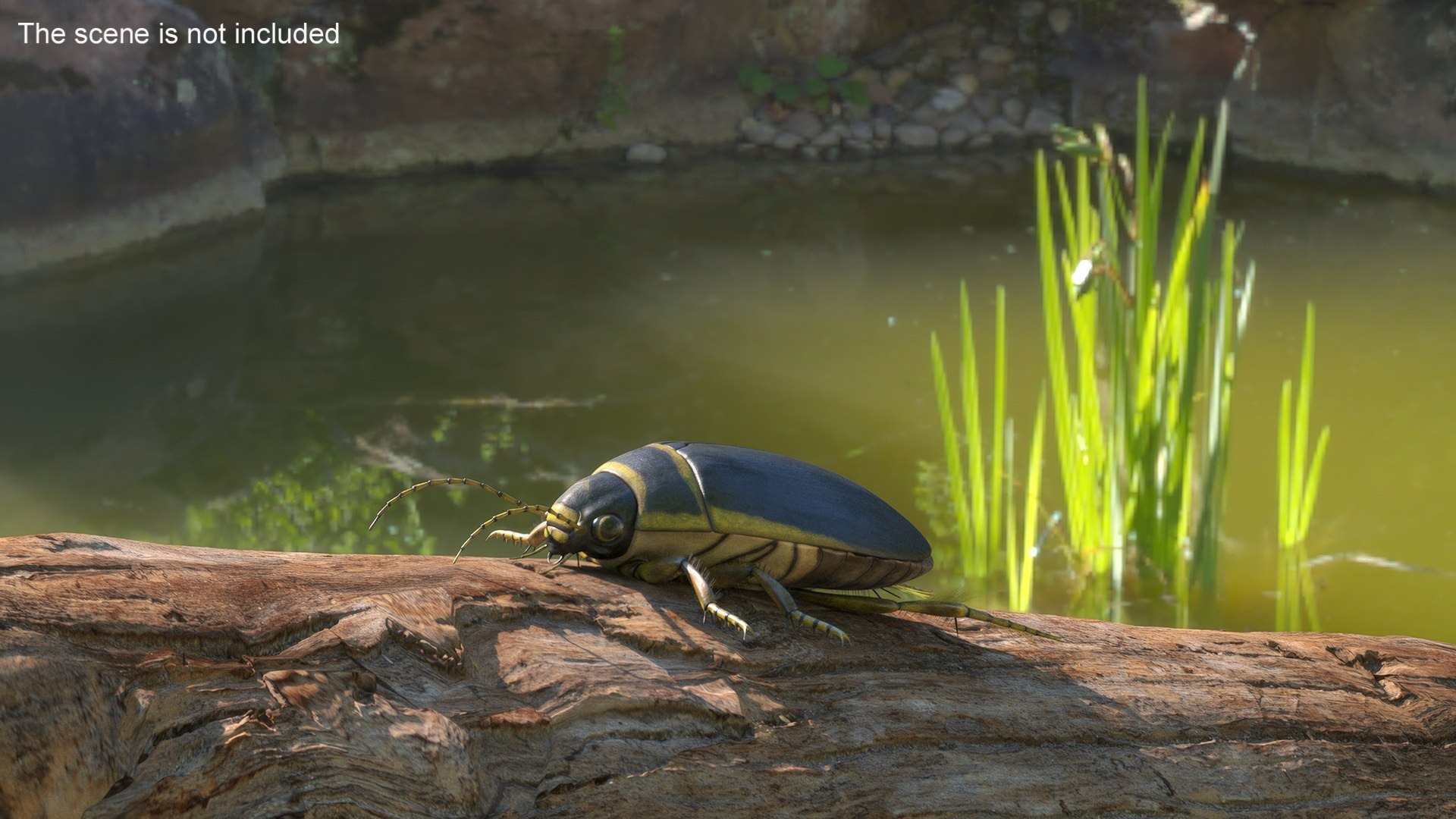 3D Insect Water Beetle Brown Rigged for Cinema 4D model https://p.turbosquid.com/ts-thumb/qW/JDxyjw/kw/insect_water_beetle_brown_rigged_004/jpg/1732657047/1920x1080/fit_q87/a77f5f8253cdea621612c9363c3f7709f33d4a08/insect_water_beetle_brown_rigged_004.jpg