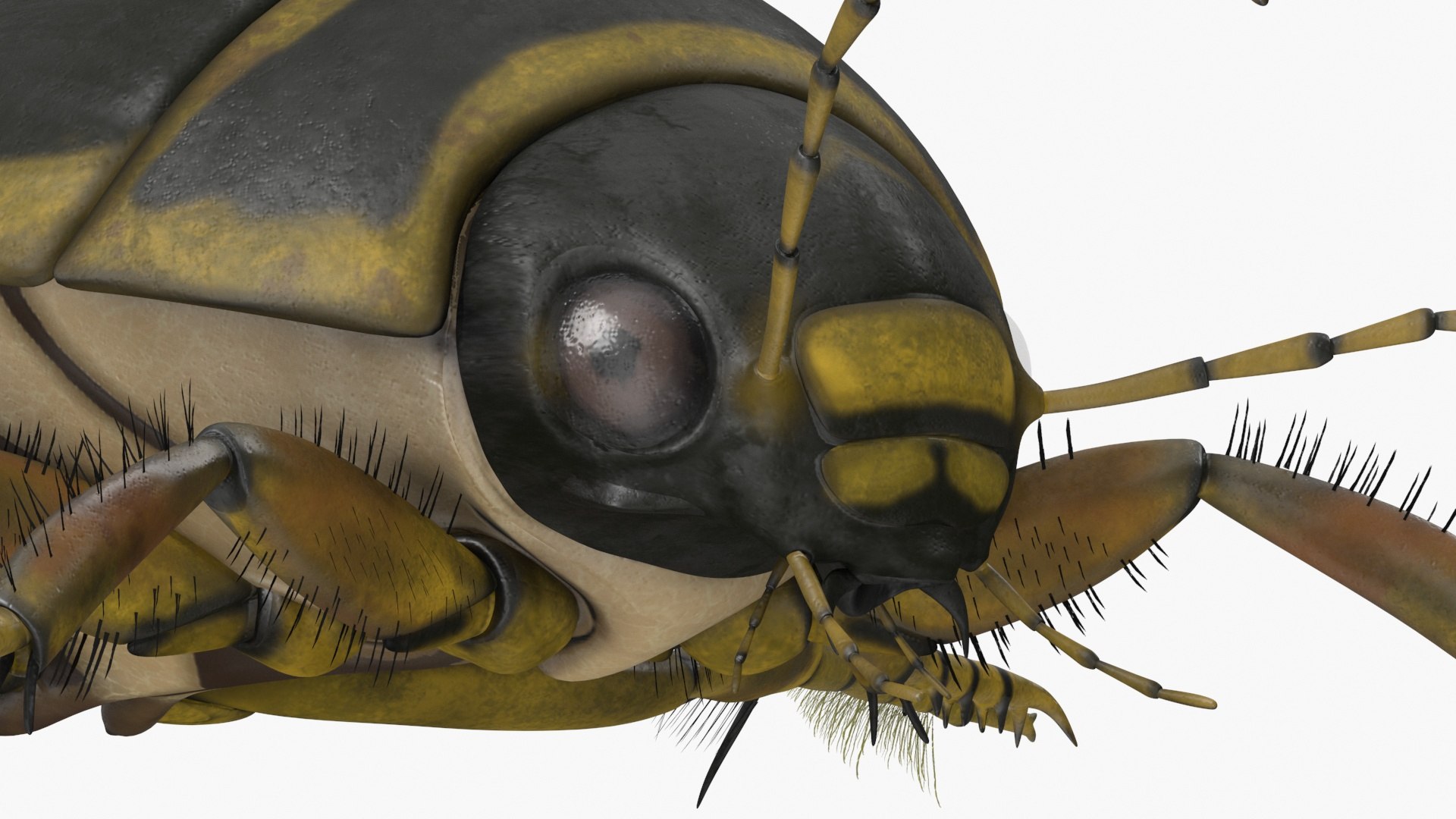 3D Insect Water Beetle Brown Rigged for Cinema 4D model https://p.turbosquid.com/ts-thumb/qW/JDxyjw/mH/insect_water_beetle_brown_rigged_015/jpg/1732657107/1920x1080/fit_q87/2594e499a7f25bc40946073ece3bb412e9ab3709/insect_water_beetle_brown_rigged_015.jpg
