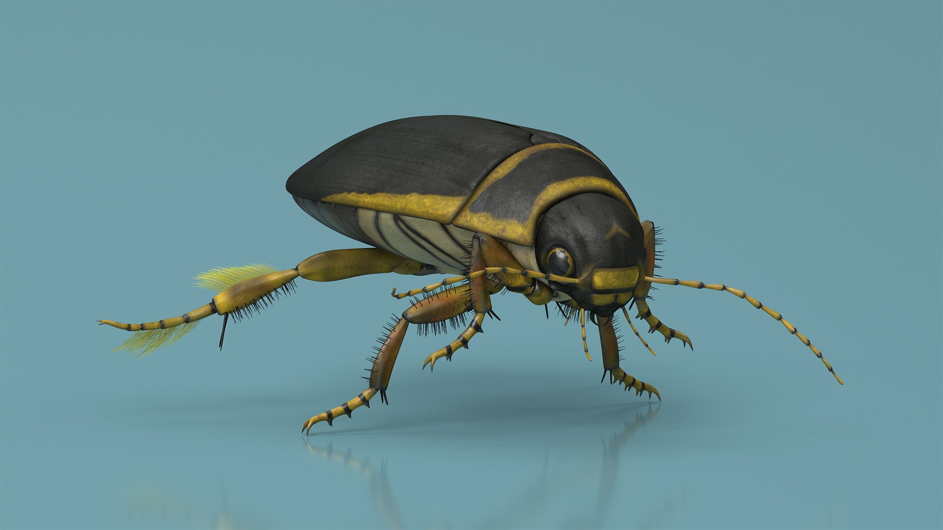 3D Insect Water Beetle Brown Rigged for Cinema 4D model https://p.turbosquid.com/ts-thumb/qW/JDxyjw/s6/insect_water_beetle_brown_rigged_010/jpg/1732657079/1920x1080/fit_q87/a02c14748bbdddba9795583c04fdec879948113d/insect_water_beetle_brown_rigged_010.jpg