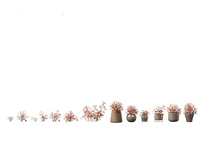 3D Hypoestes phyllostachya -polka dot plant