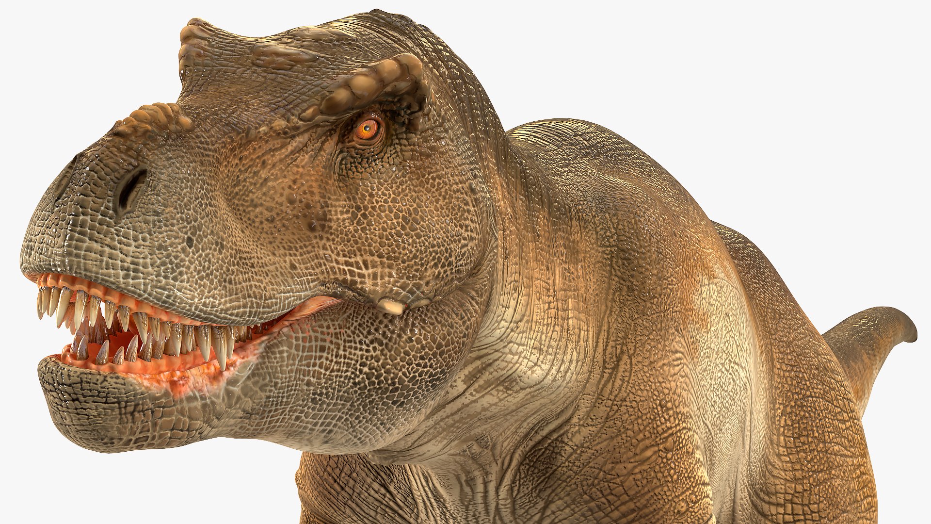 tyrannosaurus rex eating animal 3D https://p.turbosquid.com/ts-thumb/qW/Vc6YlM/g1XZ2jGR/animatedtyrannosaurusrexeatingriggedvray3dmodel010/jpg/1570651433/1920x1080/fit_q87/0ead787811136f8ca6c6c93529f003990cb691e9/animatedtyrannosaurusrexeatingriggedvray3dmodel010.jpg
