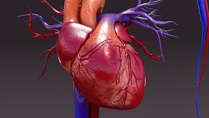 circulatory heart 3d obj