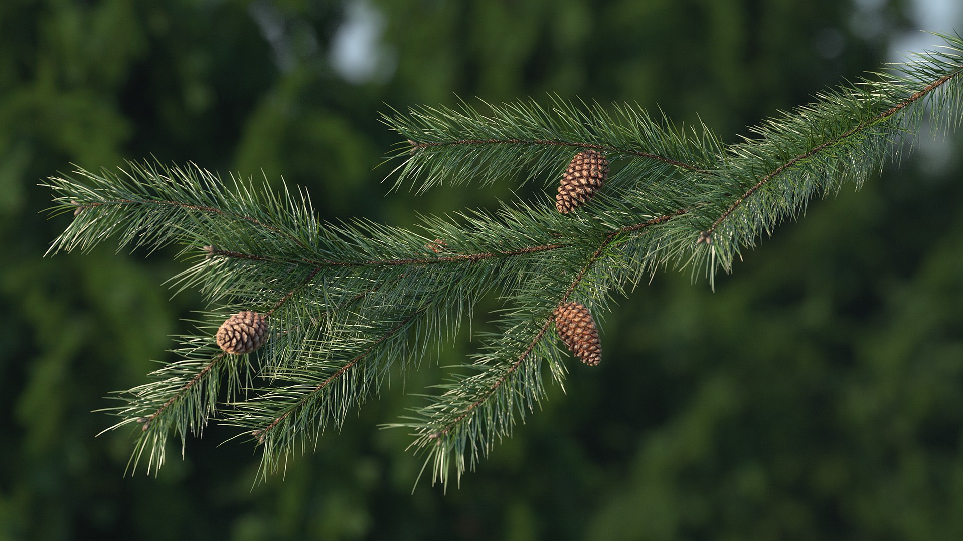 Pine Branch with Cones 3D model preview