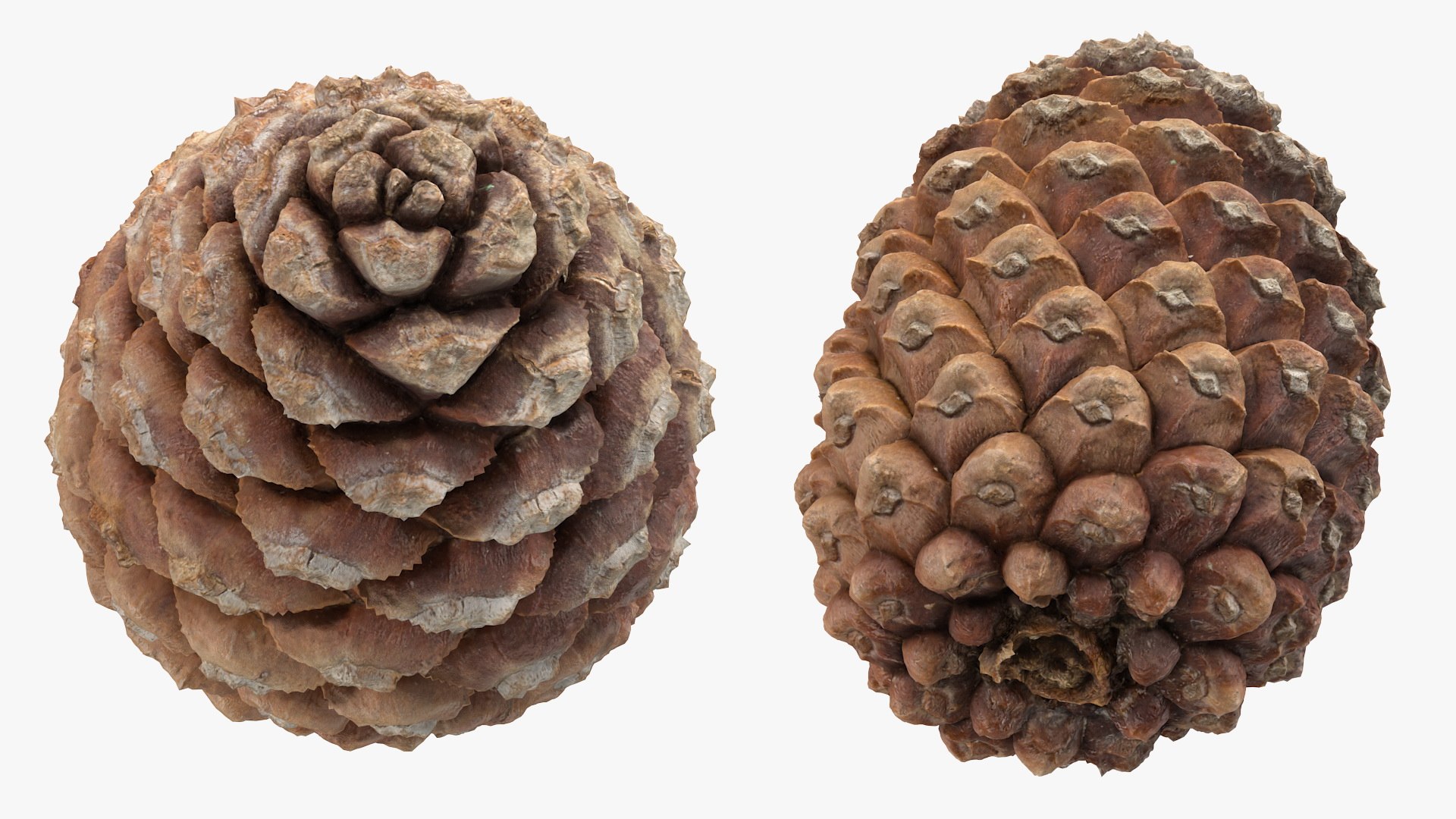 pine branch cones 3D model https://p.turbosquid.com/ts-thumb/qW/ZURBJu/CuItGrWG/pinebranchwithconesmb3dmodel013/jpg/1565597614/1920x1080/fit_q87/fc6d40e14849af2cfa7c4ad72f0c9fc4bb751101/pinebranchwithconesmb3dmodel013.jpg