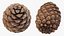 Pine Branch with Cones