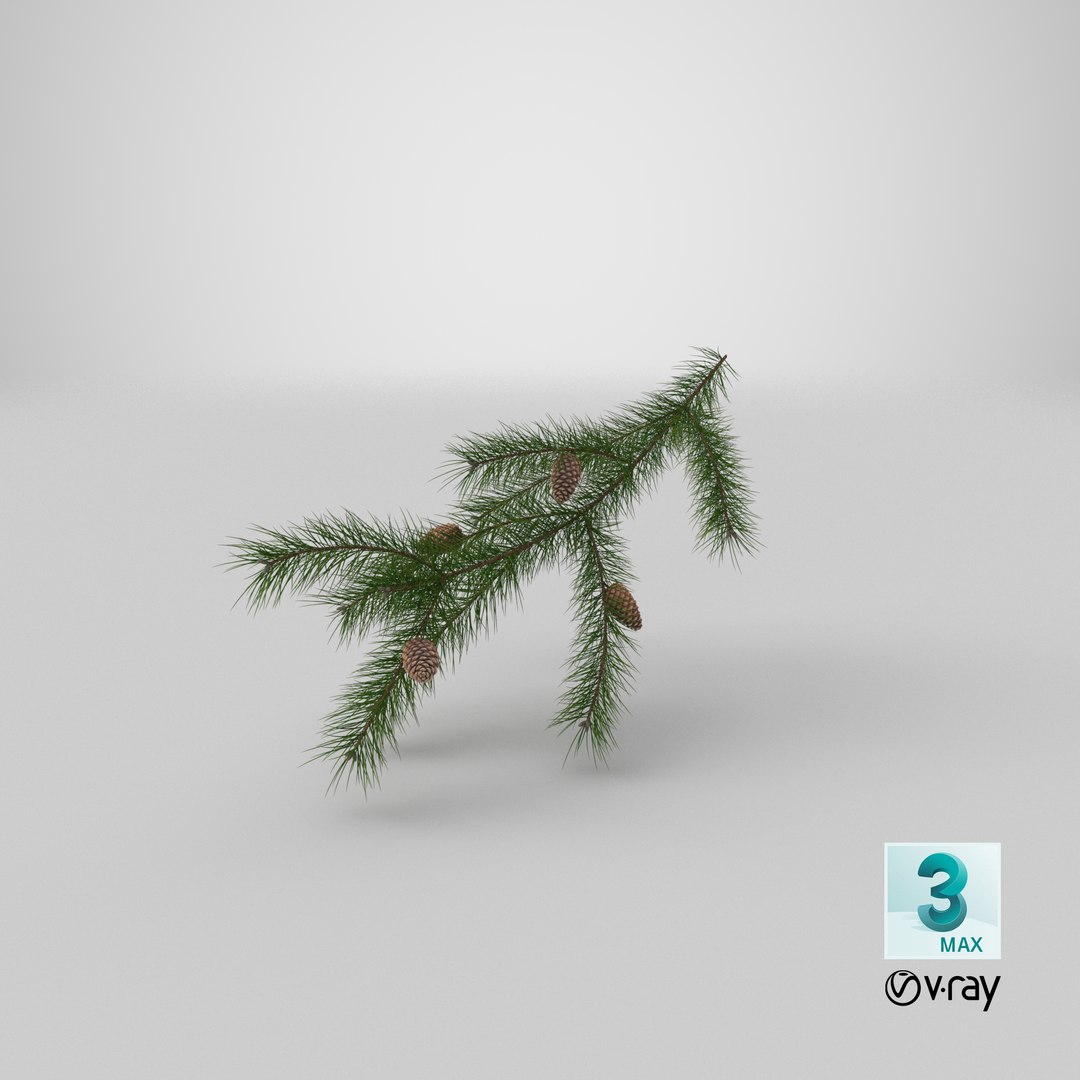 pine branch cones 3D model https://p.turbosquid.com/ts-thumb/qW/ZURBJu/DL/stemcell_max_vray_render/png/1648454112/1920x1080/fit_q87/a90b1551e1b6a807b8a6dfc2275571a73d43a172/stemcell_max_vray_render.jpg