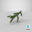 Pine Branch with Cones