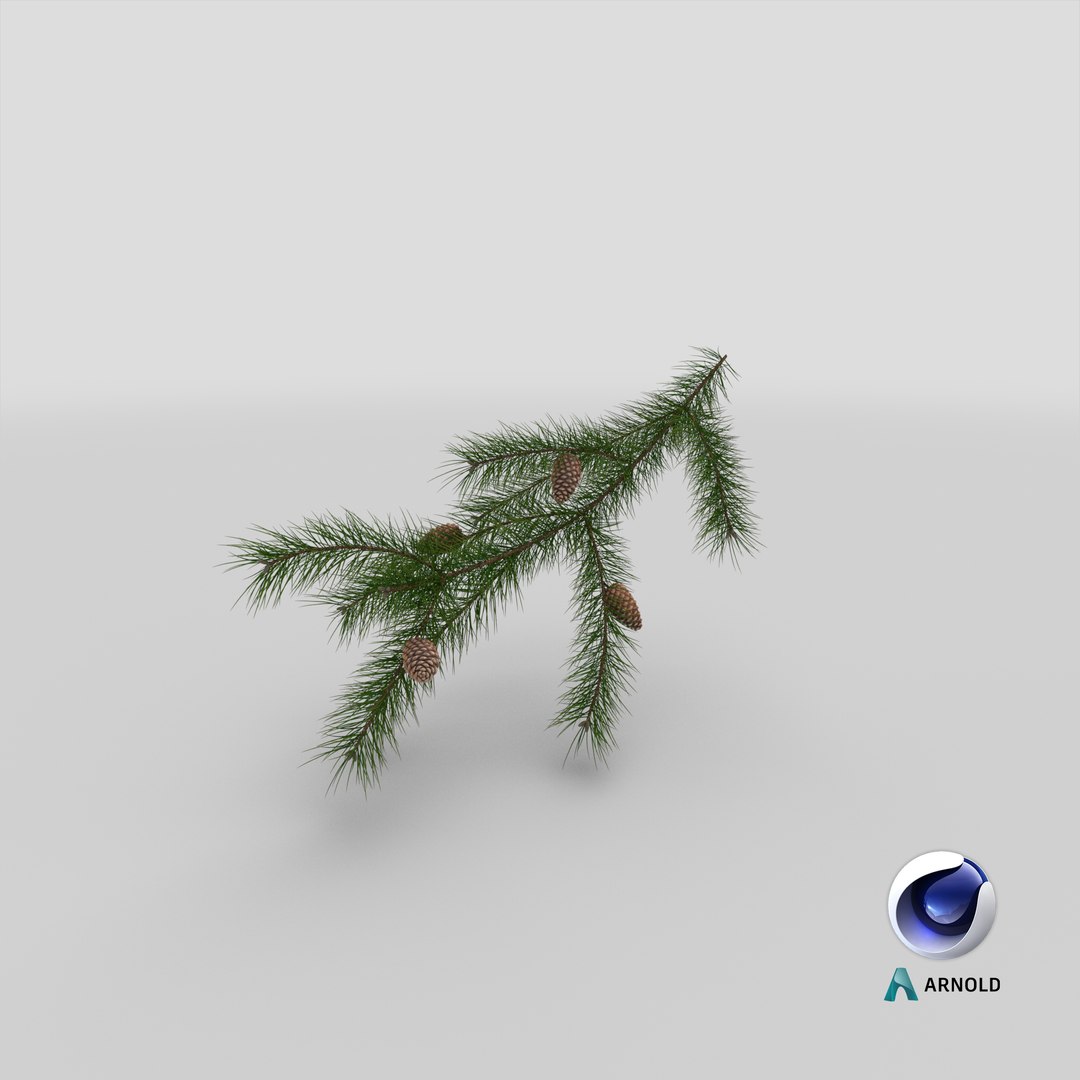 pine branch cones 3D model https://p.turbosquid.com/ts-thumb/qW/ZURBJu/E4/stemcell_cinema_4d_arnold_render/png/1648454103/1920x1080/fit_q87/ef72ccc0bb702522902b80380ea67cf54e514950/stemcell_cinema_4d_arnold_render.jpg
