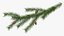 Pine Branch with Cones
