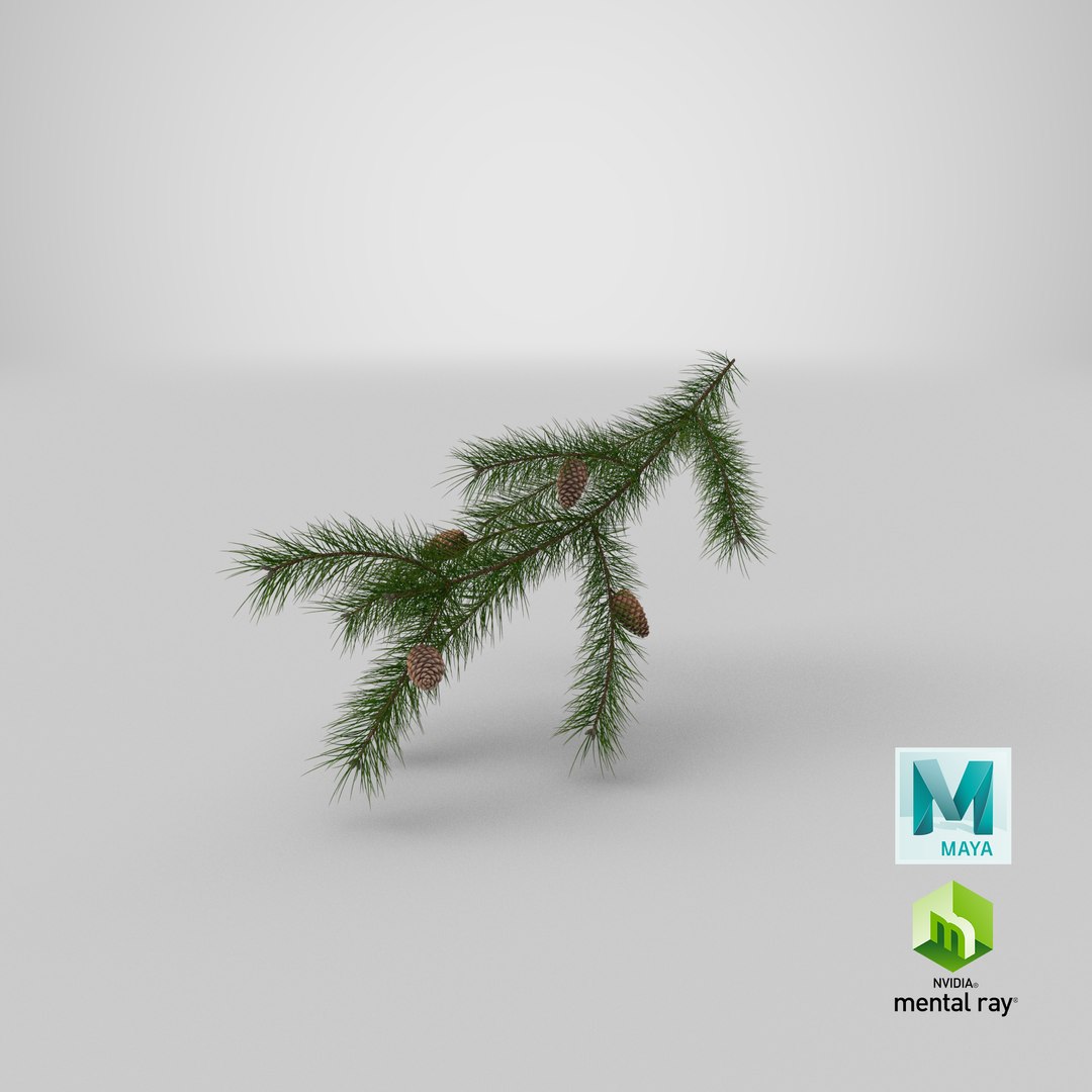 pine branch cones 3D model https://p.turbosquid.com/ts-thumb/qW/ZURBJu/Iz/stemcell_maya_mental_ray_render/png/1648454115/1920x1080/fit_q87/5fb6284e44238d3d7582d23df2208ee01b5c5ba0/stemcell_maya_mental_ray_render.jpg