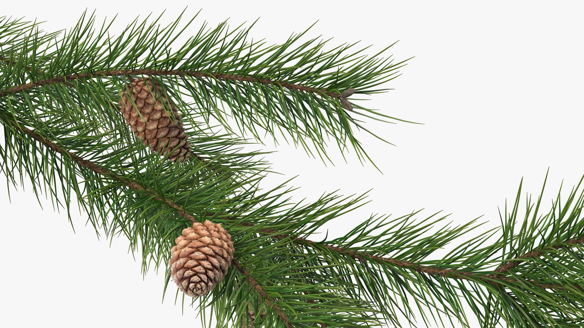 1,453,869 Pine Branch Images, Stock Photos, 3D objects, & Vectors