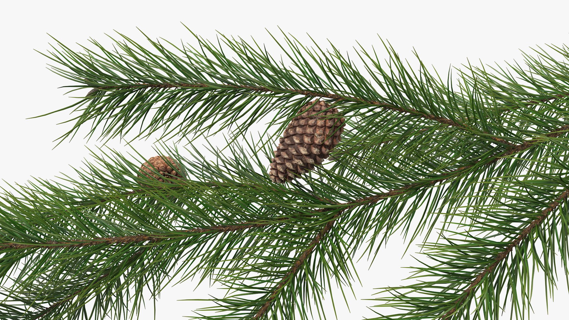 pine branch cones 3D model https://p.turbosquid.com/ts-thumb/qW/ZURBJu/MQ1VF7C0/pinebranchwithconesmb3dmodel008/jpg/1565597593/1920x1080/fit_q87/15805967e3475d7e1c016f9a09b5ff26247e2a0c/pinebranchwithconesmb3dmodel008.jpg