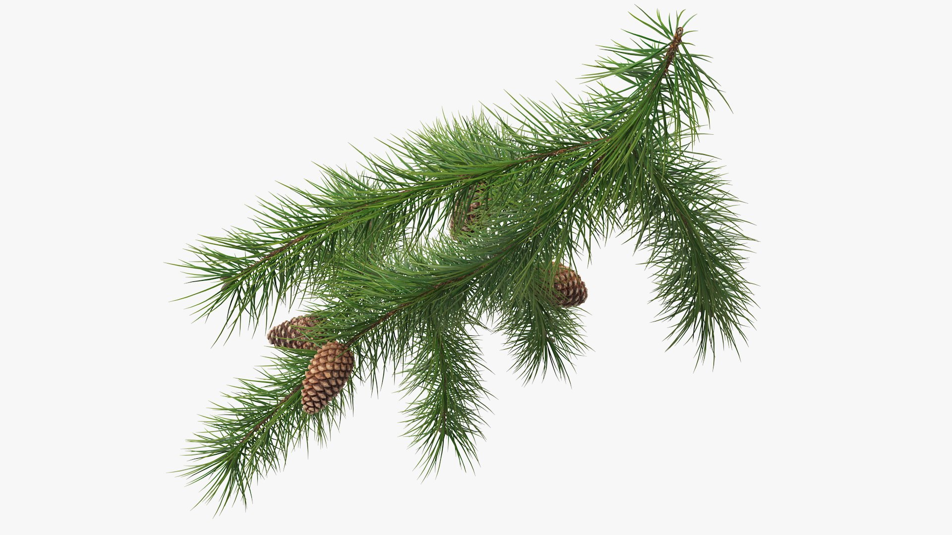 pine branch cones 3D model https://p.turbosquid.com/ts-thumb/qW/ZURBJu/NAQaaf8A/pinebranchwithconesmb3dmodel006/jpg/1565597583/1920x1080/fit_q87/3ea8b8d9634eff6d83fe3ede586f212087850821/pinebranchwithconesmb3dmodel006.jpg