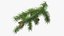Pine Branch with Cones