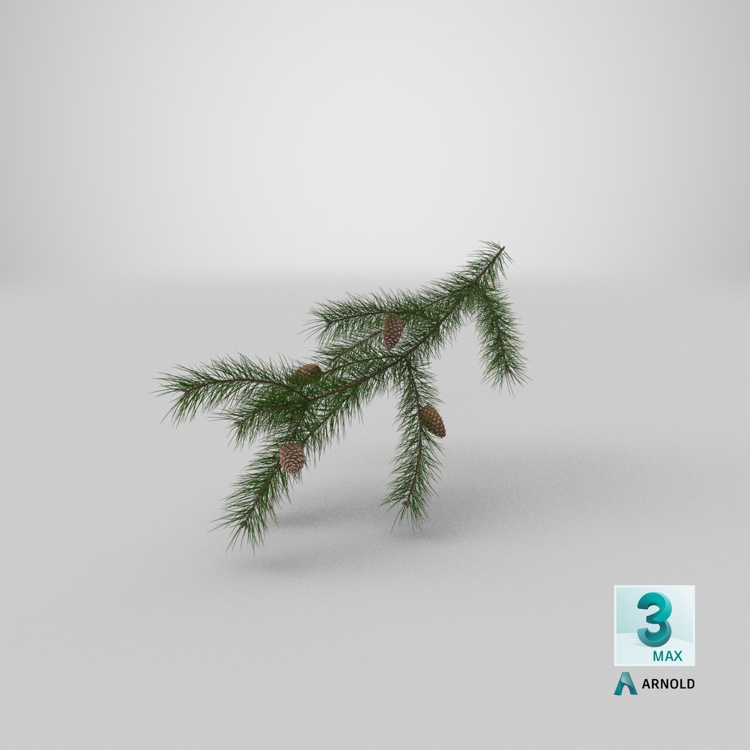 pine branch cones 3D model https://p.turbosquid.com/ts-thumb/qW/ZURBJu/Qq/stemcell_max_arnold_render/png/1648454108/1920x1080/fit_q87/528e01868825df27b95786ef11da4b64113f5fce/stemcell_max_arnold_render.jpg