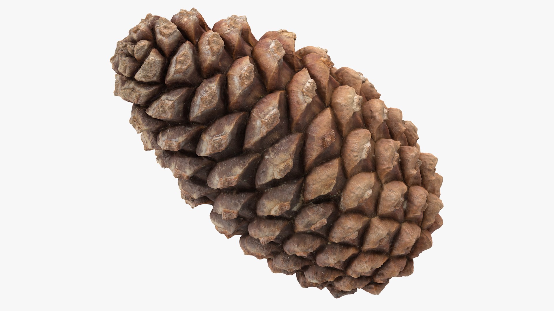 pine branch cones 3D model https://p.turbosquid.com/ts-thumb/qW/ZURBJu/agvfWXbw/pinebranchwithconesmb3dmodel012/jpg/1565597610/1920x1080/fit_q87/bcb79ae1f28ac2e2c873e5b60649a6c07a229335/pinebranchwithconesmb3dmodel012.jpg