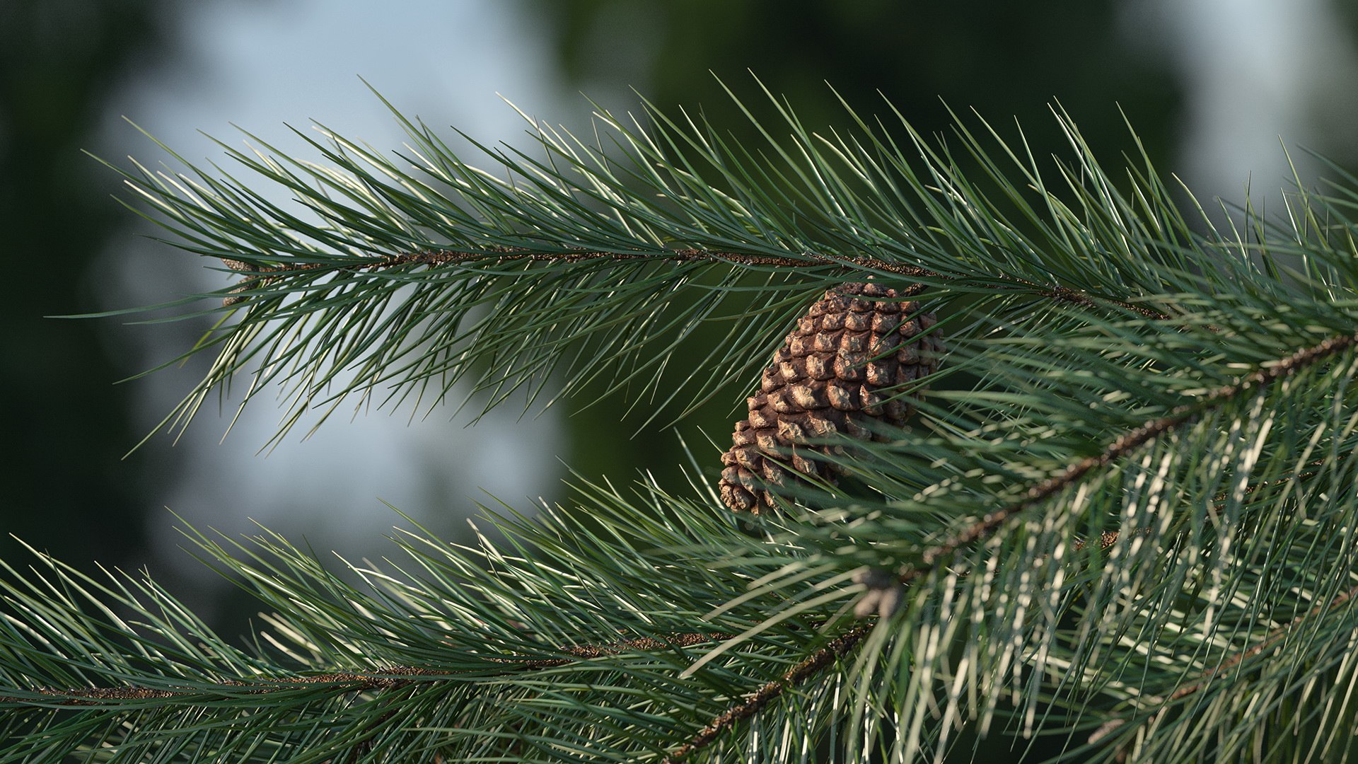 pine branch cones 3D model https://p.turbosquid.com/ts-thumb/qW/ZURBJu/cDOQ6966/pinebranchwithconesmb3dmodel002/jpg/1565597565/1920x1080/fit_q87/d4c3bdb69d7420bfb2276468ae448c9ba0453e79/pinebranchwithconesmb3dmodel002.jpg