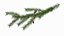 Pine Branch with Cones