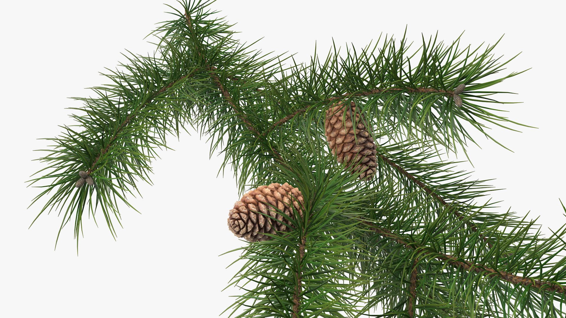 pine branch cones 3D model https://p.turbosquid.com/ts-thumb/qW/ZURBJu/gL57e45v/pinebranchwithconesmb3dmodel010/jpg/1565597601/1920x1080/fit_q87/7c44846f00dbb99361c6961dde119e5c099424e5/pinebranchwithconesmb3dmodel010.jpg