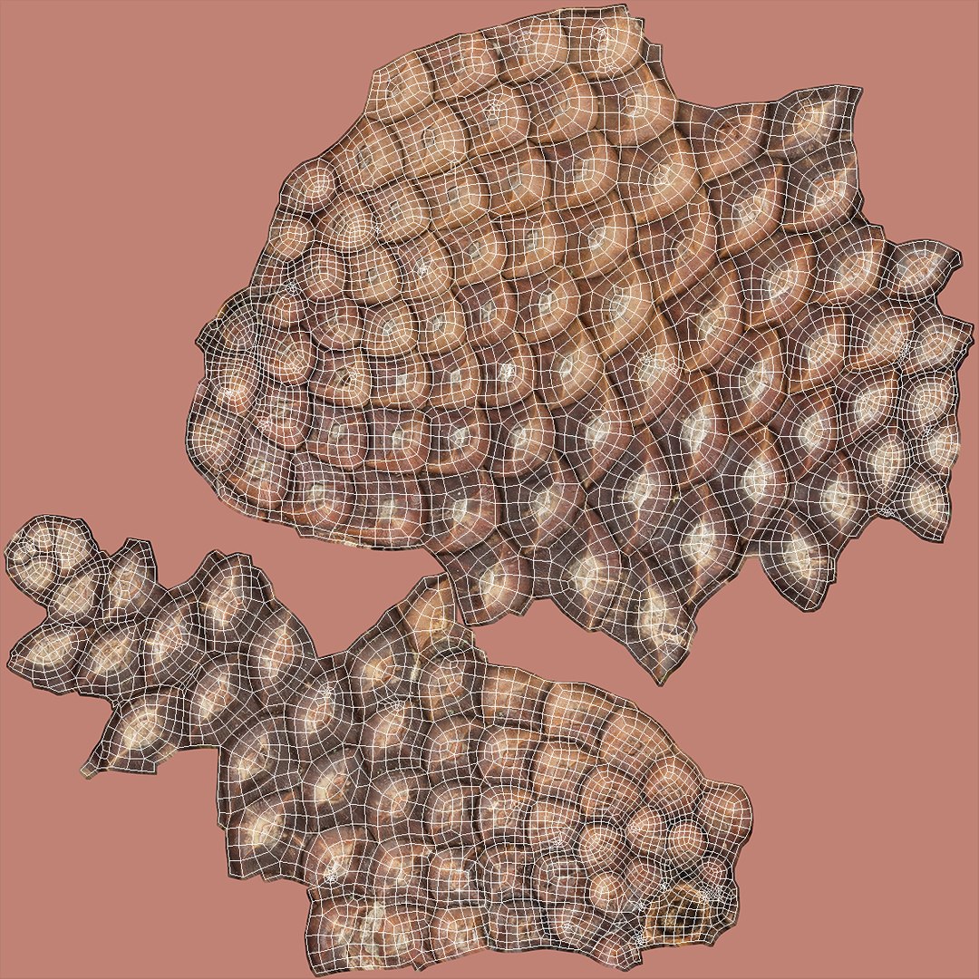 pine branch cones 3D model https://p.turbosquid.com/ts-thumb/qW/ZURBJu/hYZyCnjj/pinebranchwithconesmb3dmodel016/jpg/1565597627/1920x1080/fit_q87/e990c64330c29d26be9452a0f0aaacd5dc259bc2/pinebranchwithconesmb3dmodel016.jpg