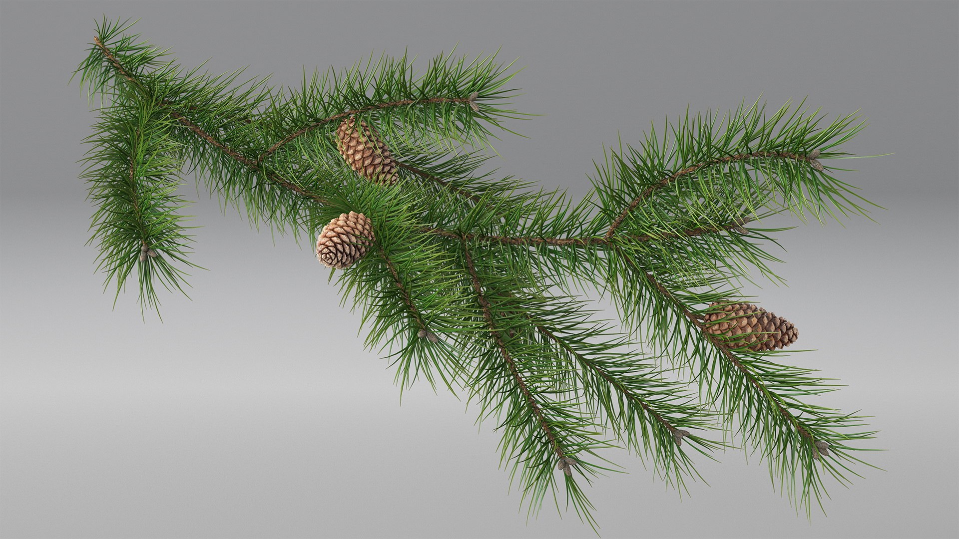pine branch cones 3D model https://p.turbosquid.com/ts-thumb/qW/ZURBJu/l7fXVPDf/pinebranchwithconesmb3dmodel003/jpg/1565597570/1920x1080/fit_q87/1a735c78a49f2f6b948275d4335a854b4725608c/pinebranchwithconesmb3dmodel003.jpg