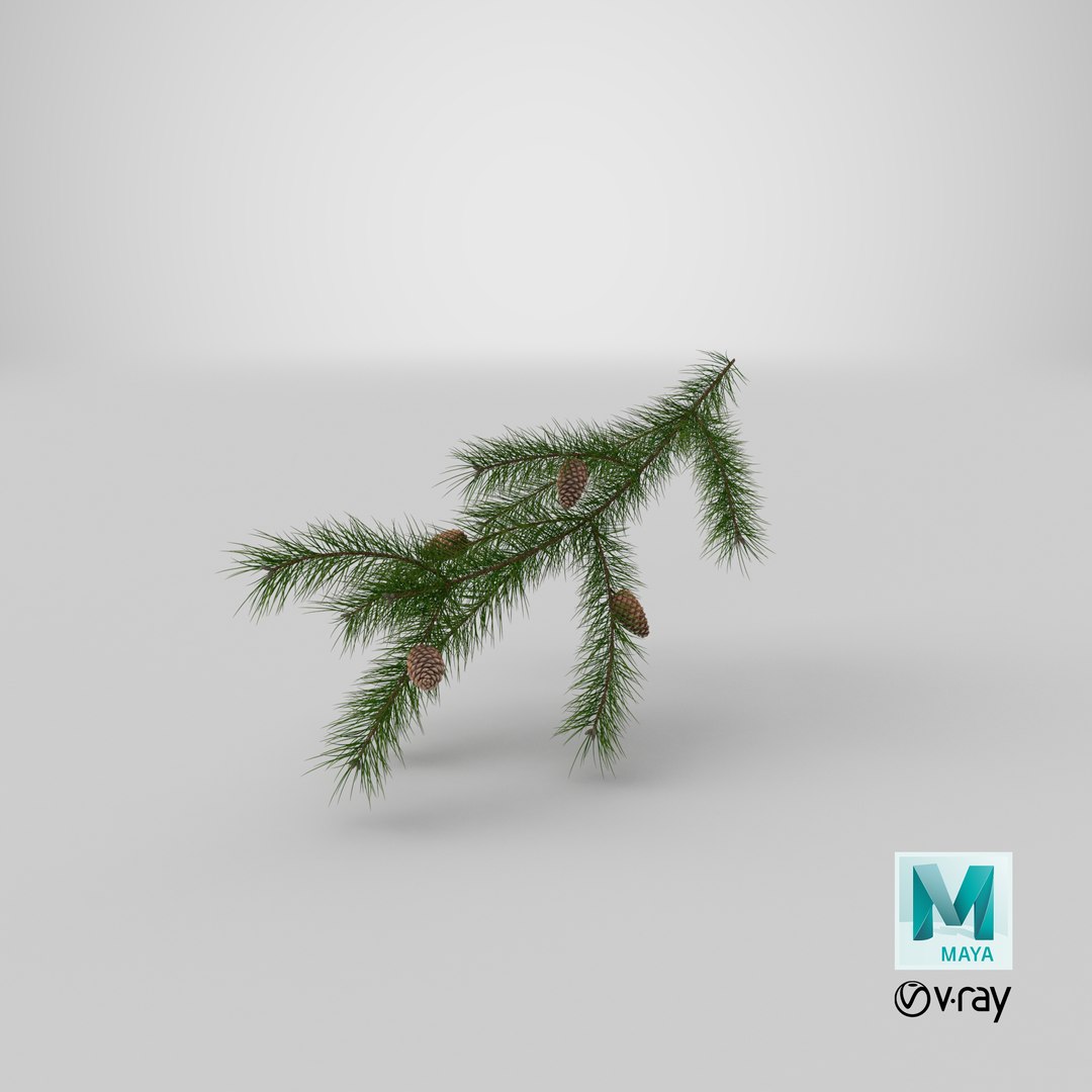 pine branch cones 3D model https://p.turbosquid.com/ts-thumb/qW/ZURBJu/rg/stemcell_maya_vray_render/png/1648454117/1920x1080/fit_q87/c5d94b1420864b5819082535dba567adc339aae6/stemcell_maya_vray_render.jpg