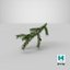 pine branch cones 3D model