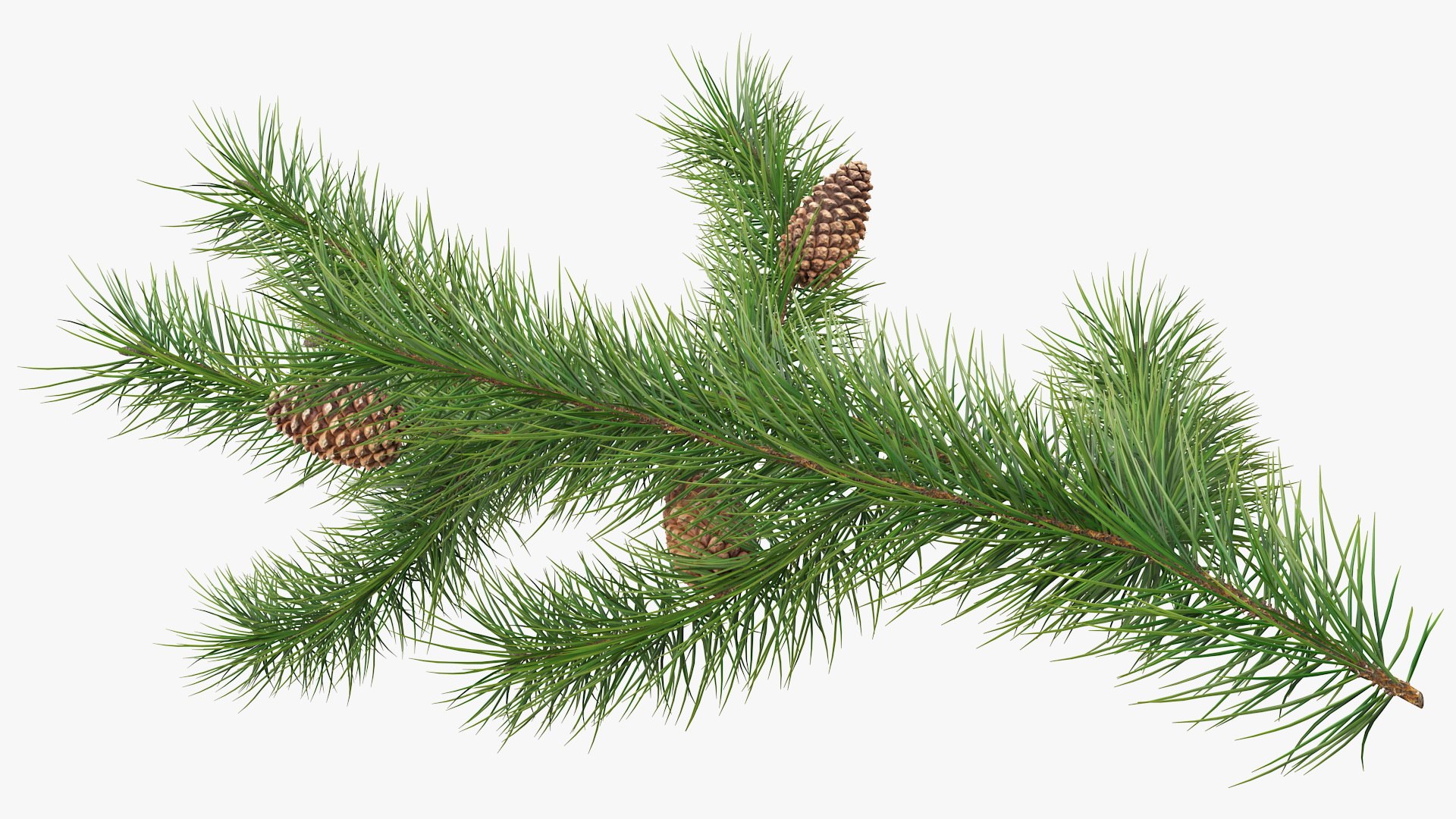 pine branch cones 3D model https://p.turbosquid.com/ts-thumb/qW/ZURBJu/sXGXJOIb/pinebranchwithconesmb3dmodel004/jpg/1565597574/1920x1080/fit_q87/31e382e3fd4ccb44c481adea15313e10de810f45/pinebranchwithconesmb3dmodel004.jpg