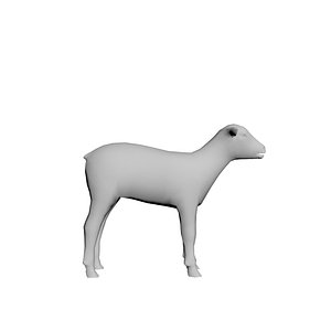 3D lamb sheep