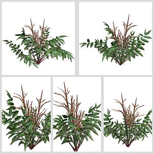 False Spirea Plant Collection