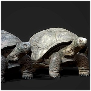Galapagos Tortoise - Game Ready