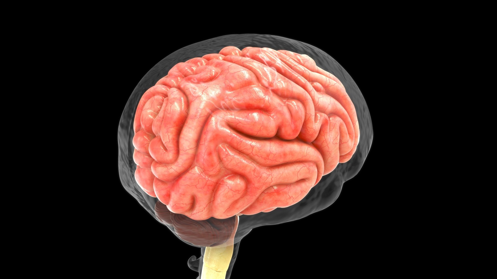 Brain with dura mater 3D https://p.turbosquid.com/ts-thumb/qW/mkVxu8/0v/z0112_brainwithduramater_0008/jpg/1707995364/1920x1080/fit_q87/0b2e35609ab6816f2a0950f1777aa9b75e0a8f4c/z0112_brainwithduramater_0008.jpg