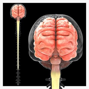 Brain with dura mater 3D
