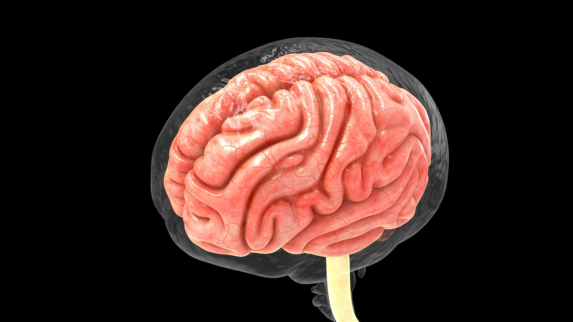 Brain with dura mater 3D https://p.turbosquid.com/ts-thumb/qW/mkVxu8/WH/z0112_brainwithduramater_0007/jpg/1707995357/1920x1080/fit_q87/fa5c057341067fcef44d6b1cdf9de53a02304575/z0112_brainwithduramater_0007.jpg