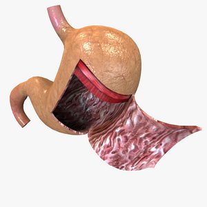 stomach anatomy 3D model