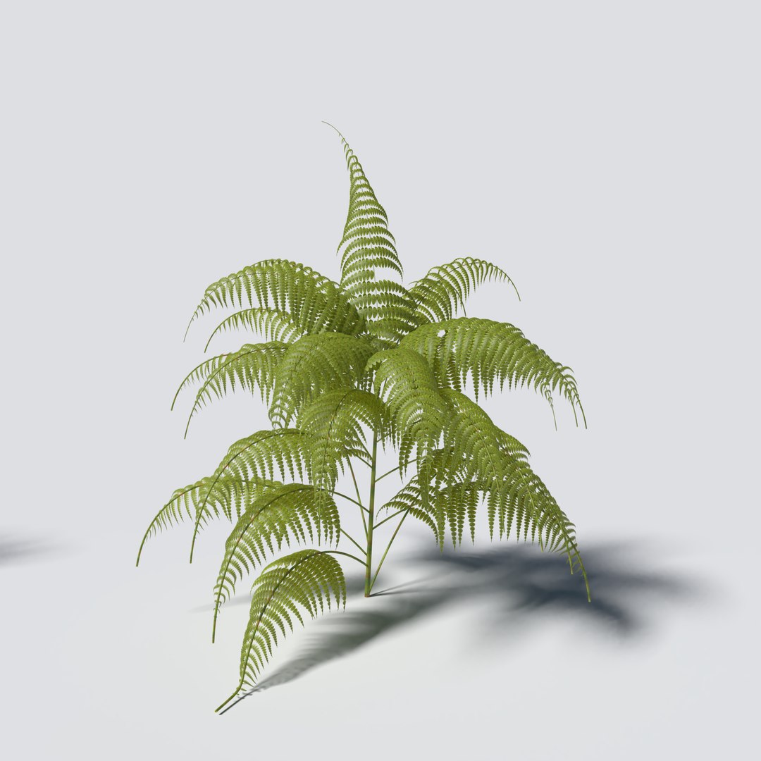 3D Fern Pack - TurboSquid 1343253