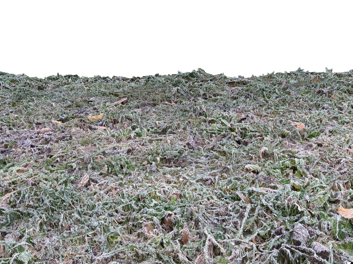 Frozen Grass Lawn 16k 3d Model