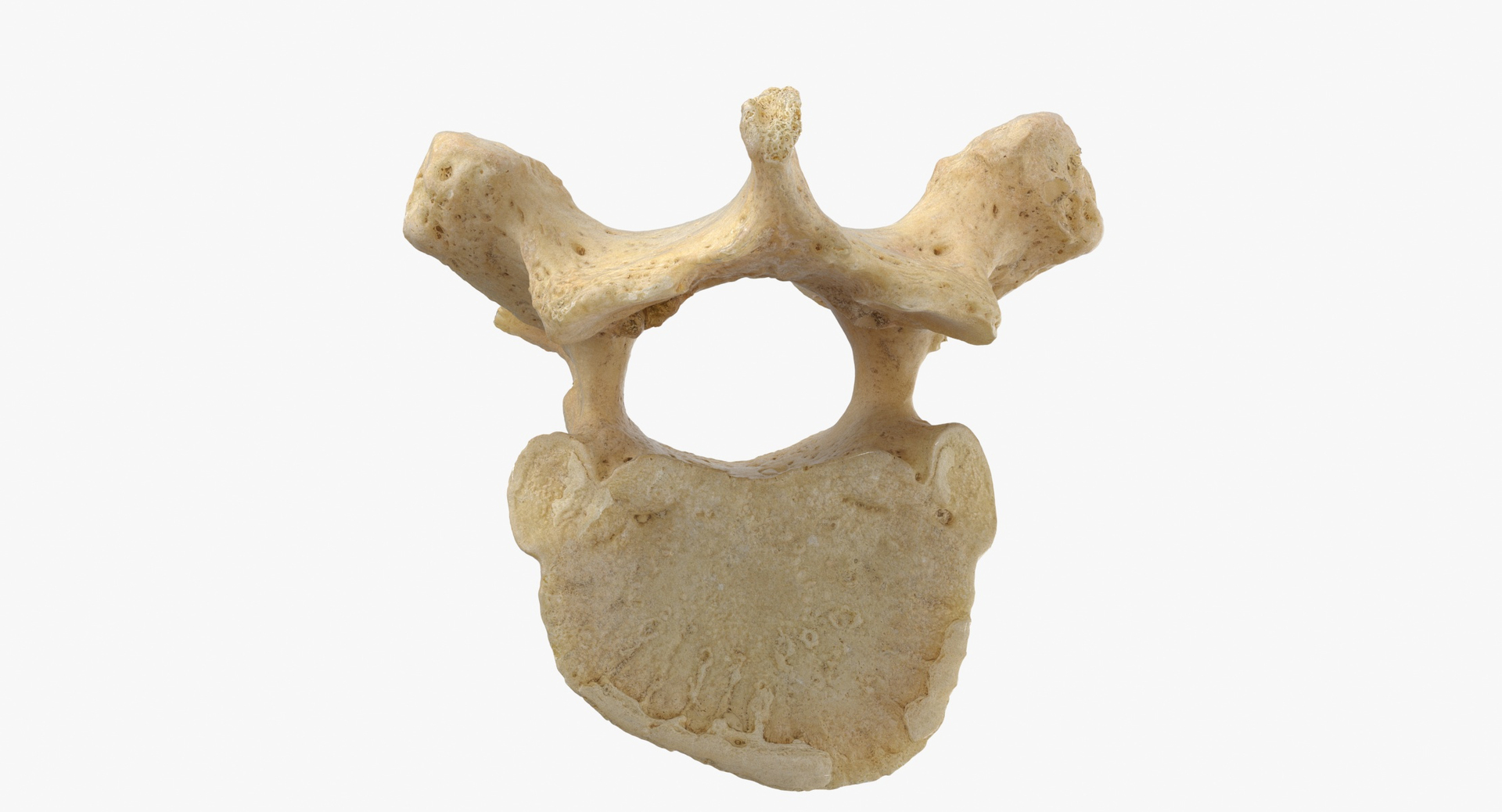 Thoracic vertebrae (Th1-Th12)