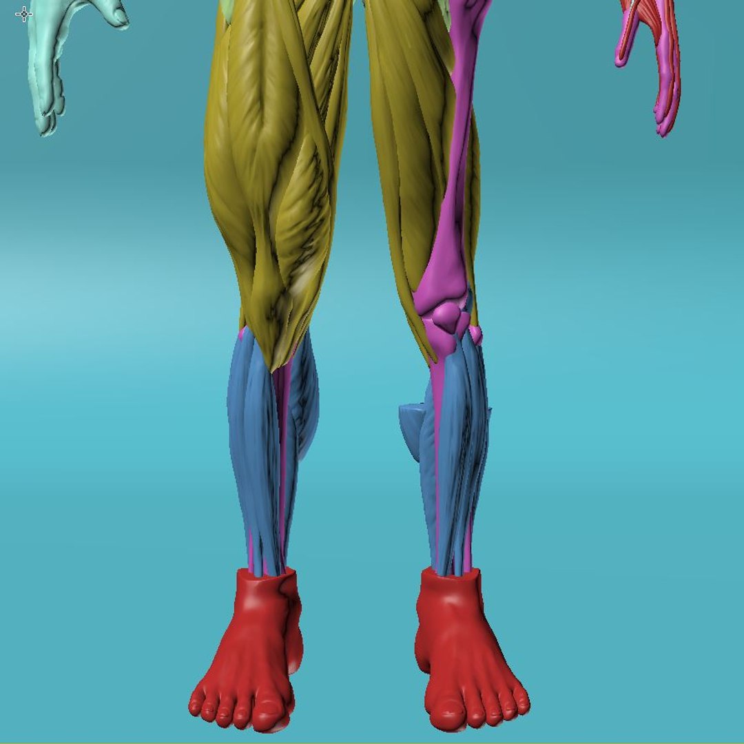 Figure human anatomy 3D | 1145282 | TurboSquid