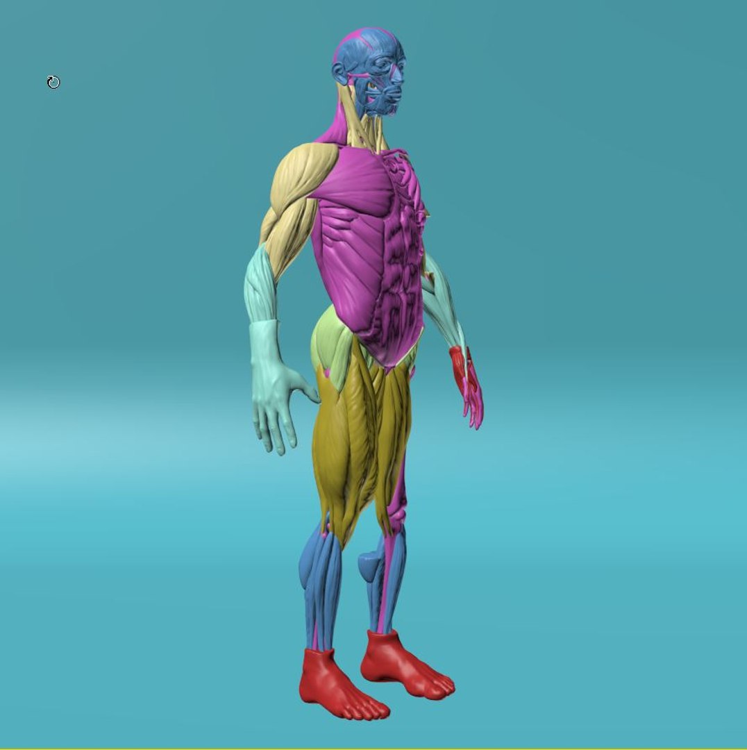 Figure human anatomy 3D 1145282 TurboSquid