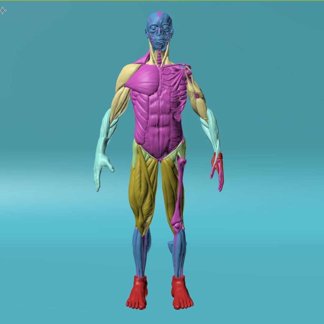 Figure human anatomy 3D 1145282 TurboSquid
