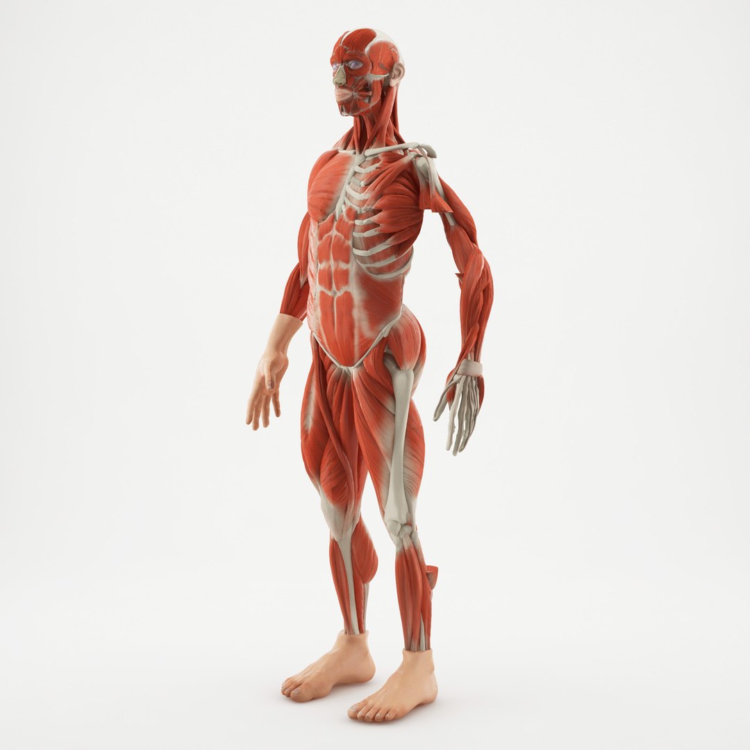 Figure human anatomy 3D | 1145282 | TurboSquid