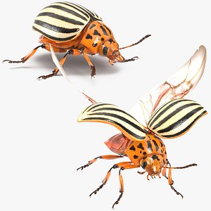 3D colorado potato beetle rigged