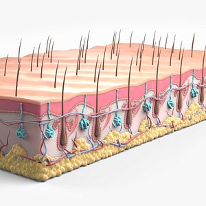 Skin Hairs Cross Section 3D model