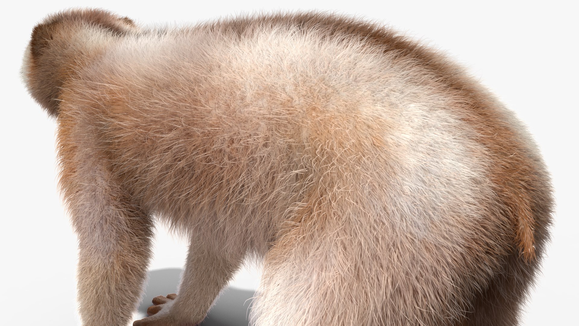 3D model Bengal Slow Loris Fur Rigged https://p.turbosquid.com/ts-thumb/qX/YP8nUh/Ad/bengalslowlorisfurriggedvray3dmodel029/jpg/1698249815/1920x1080/fit_q87/4733bb99151cb2764b12e5621812eb81cc68db53/bengalslowlorisfurriggedvray3dmodel029.jpg