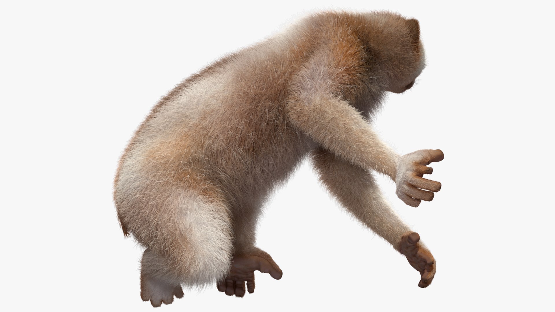 3D model Bengal Slow Loris Fur Rigged https://p.turbosquid.com/ts-thumb/qX/YP8nUh/ET/bengalslowlorisfurriggedvray3dmodel019/jpg/1698249762/1920x1080/fit_q87/adbecb1f8891288f83f66e70a90b8c298bd913fe/bengalslowlorisfurriggedvray3dmodel019.jpg