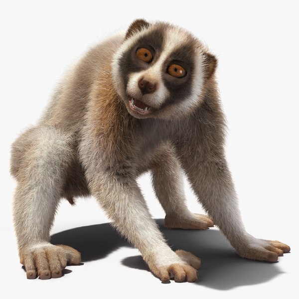 3D model Bengal Slow Loris Fur Rigged