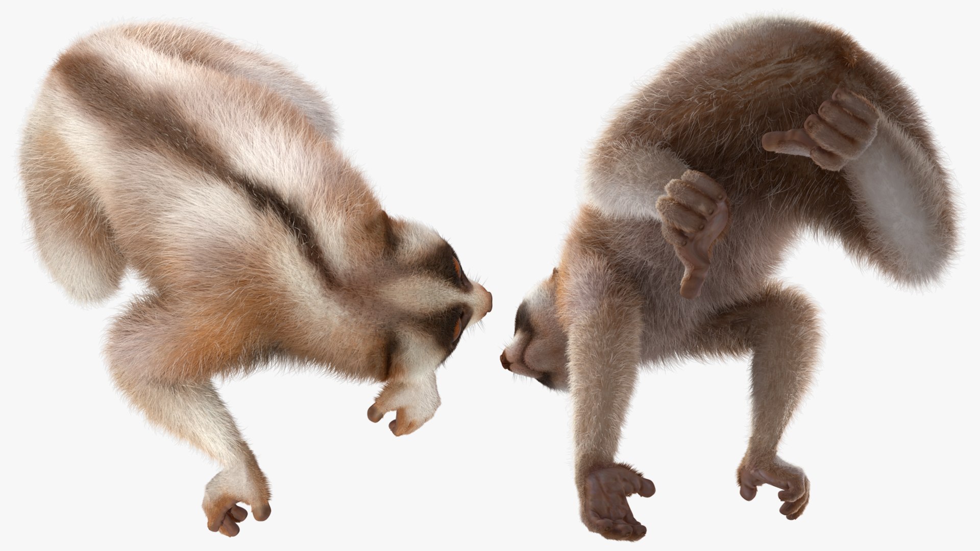 3D model Bengal Slow Loris Fur Rigged https://p.turbosquid.com/ts-thumb/qX/YP8nUh/Oj/bengalslowlorisfurriggedvray3dmodel025/jpg/1698249795/1920x1080/fit_q87/4df8766feecc7f699770f655b00eb576b7b7f723/bengalslowlorisfurriggedvray3dmodel025.jpg