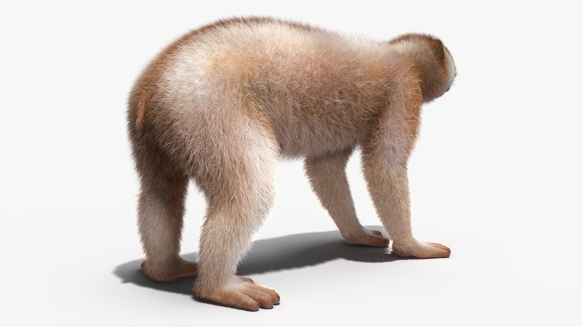 3D model Bengal Slow Loris Fur Rigged https://p.turbosquid.com/ts-thumb/qX/YP8nUh/aN/bengalslowlorisfurriggedvray3dmodel017/jpg/1698249751/1920x1080/fit_q87/30ead802d84ba2c044cb0e0da9b09592bc66340d/bengalslowlorisfurriggedvray3dmodel017.jpg